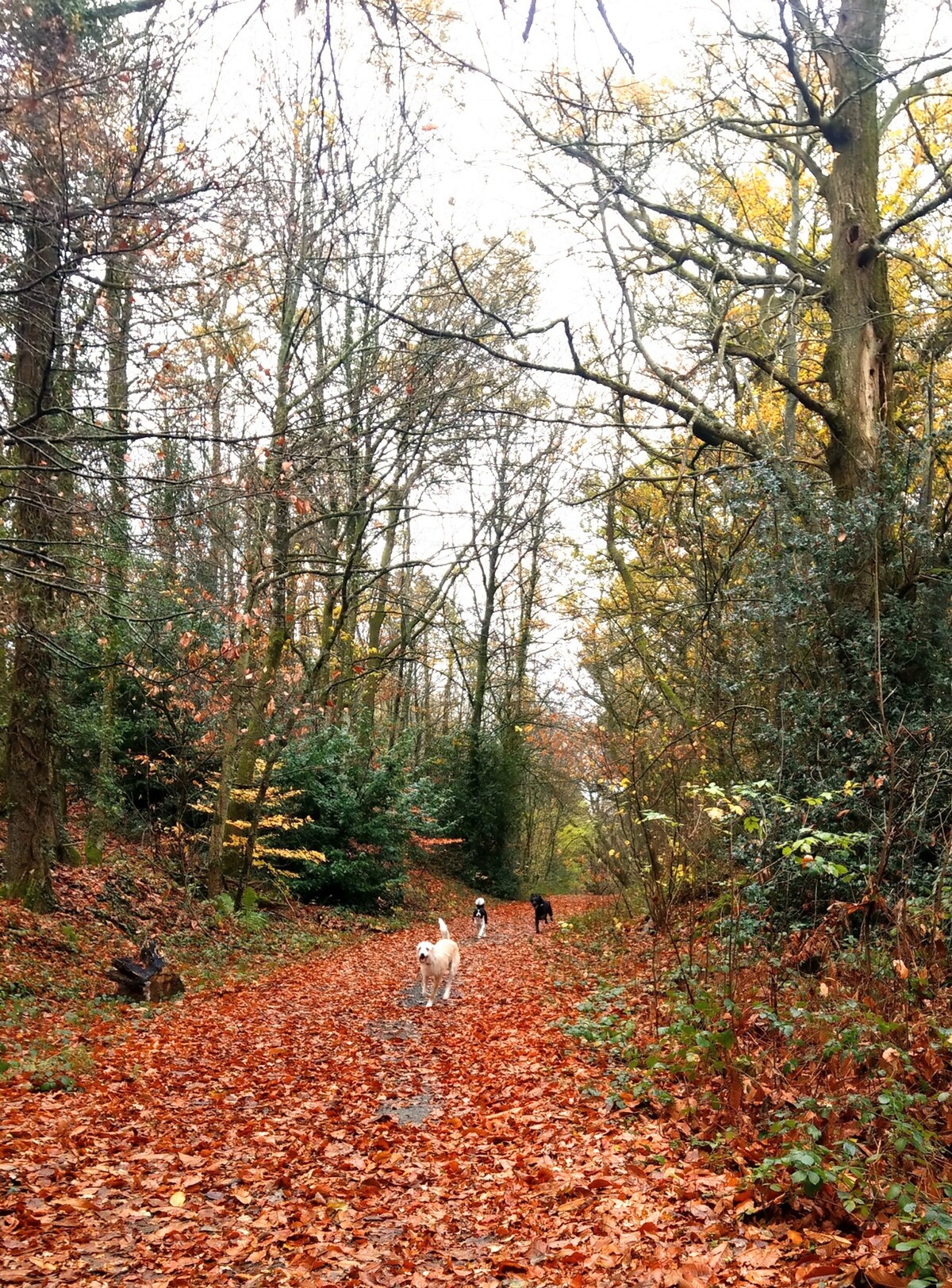 An autumn walk nearby