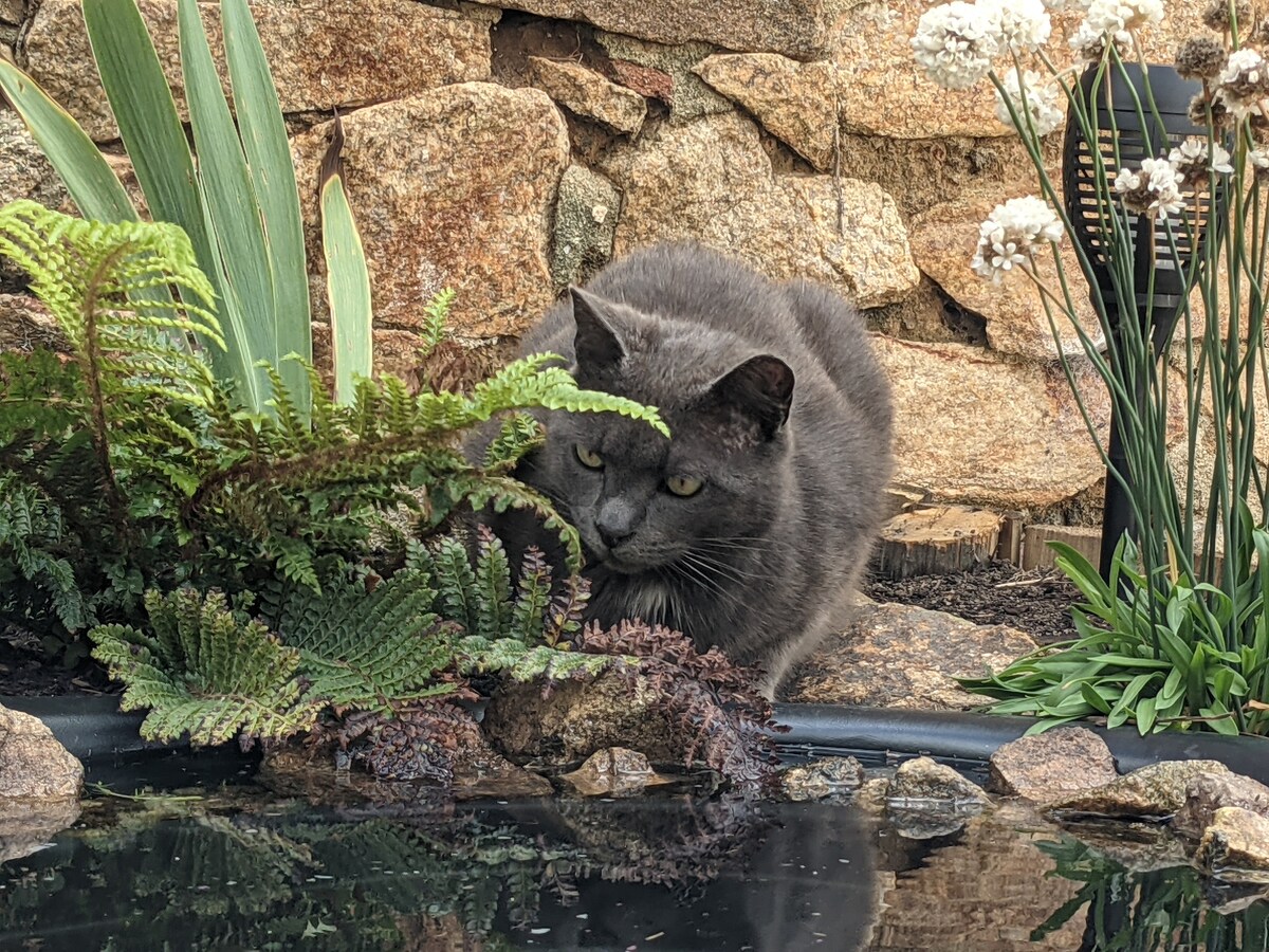 The garden cat