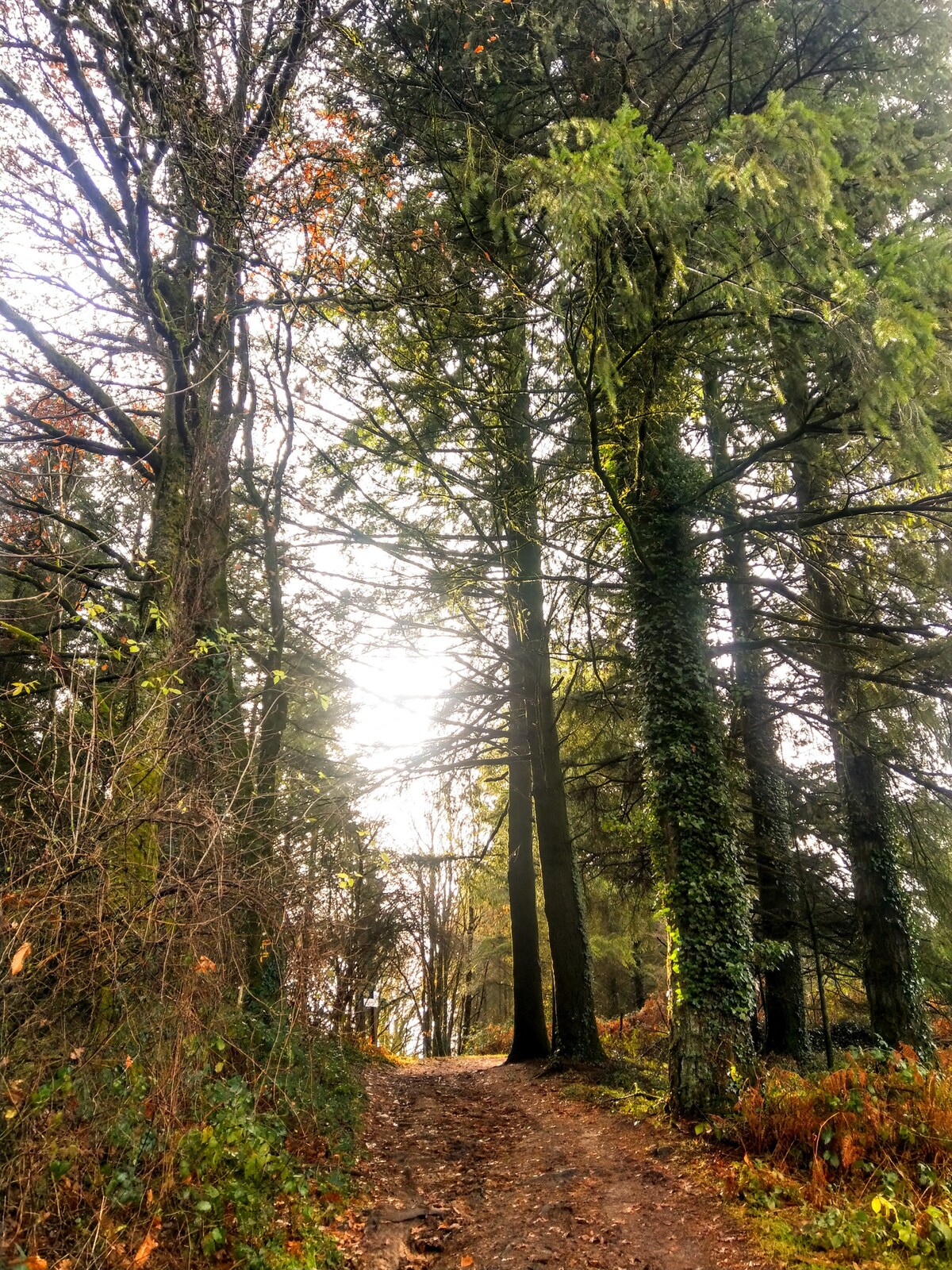 Woodland walks