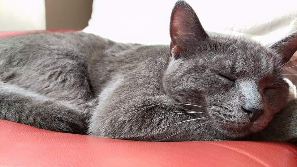 A resident cat at rest